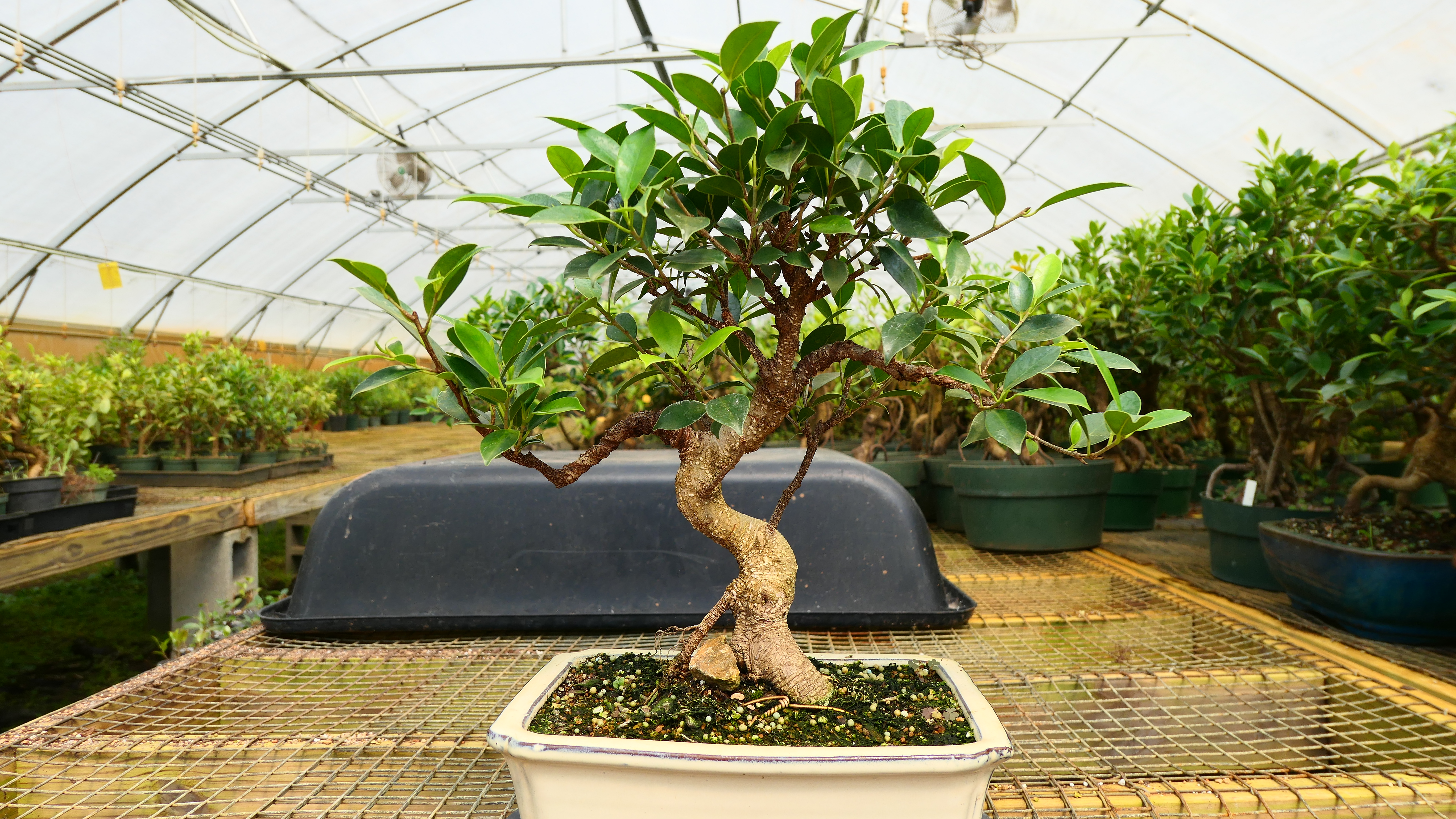 Picture of a Ficus Bonsai Tree in our nursery