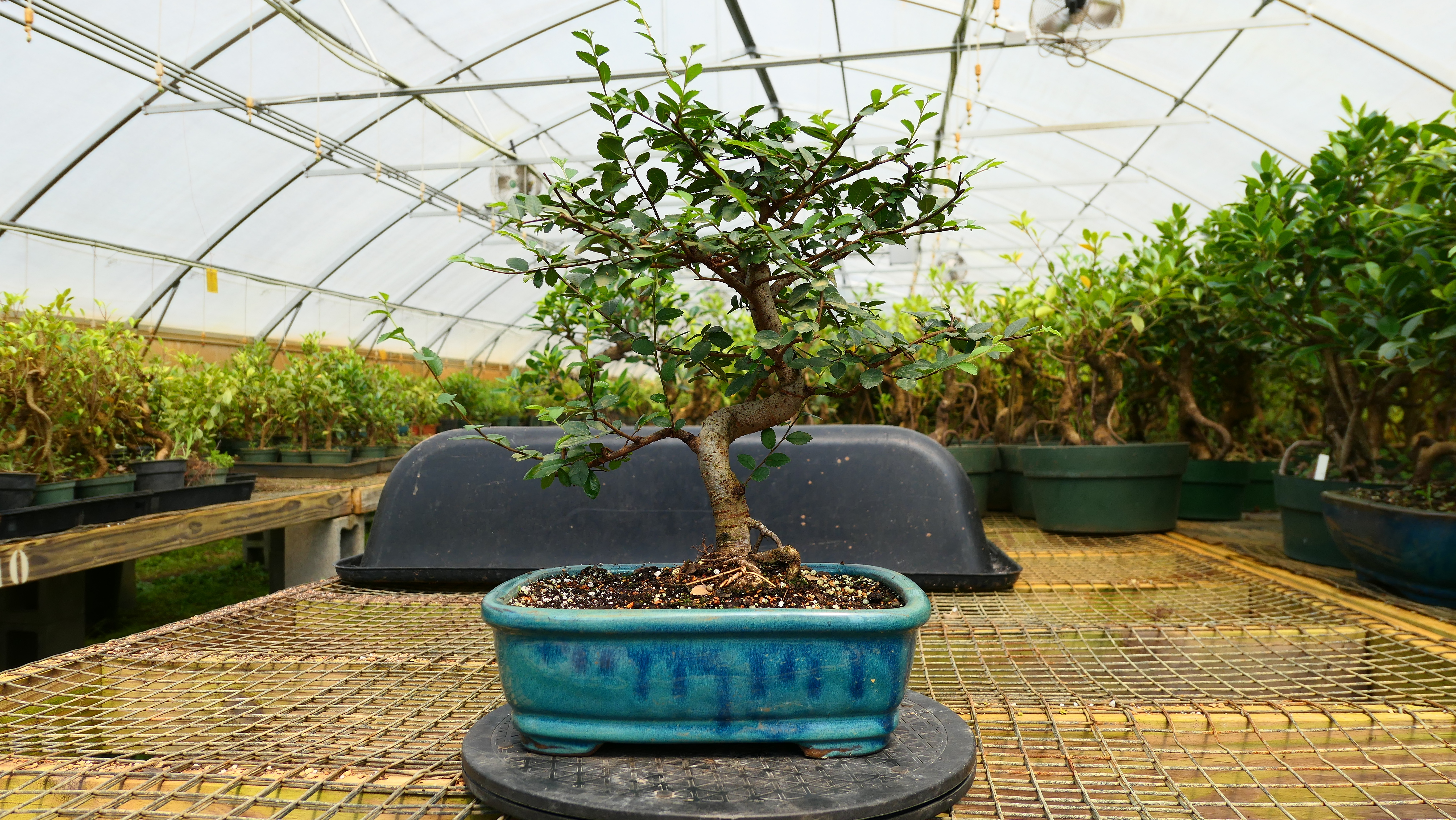 Fukien Tea Bonsai in our nursery