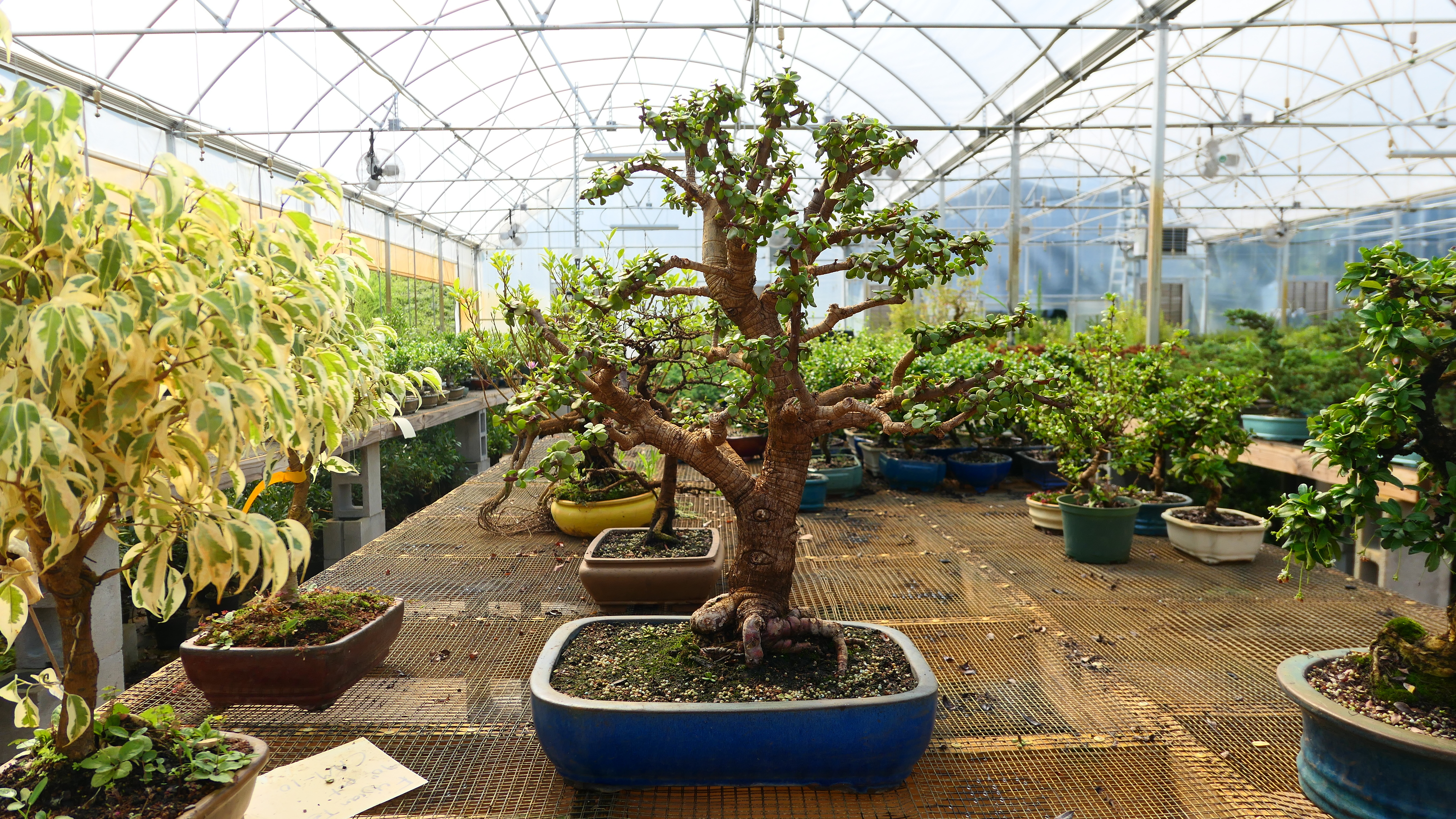 Jade Bonsai tree out in the nursery