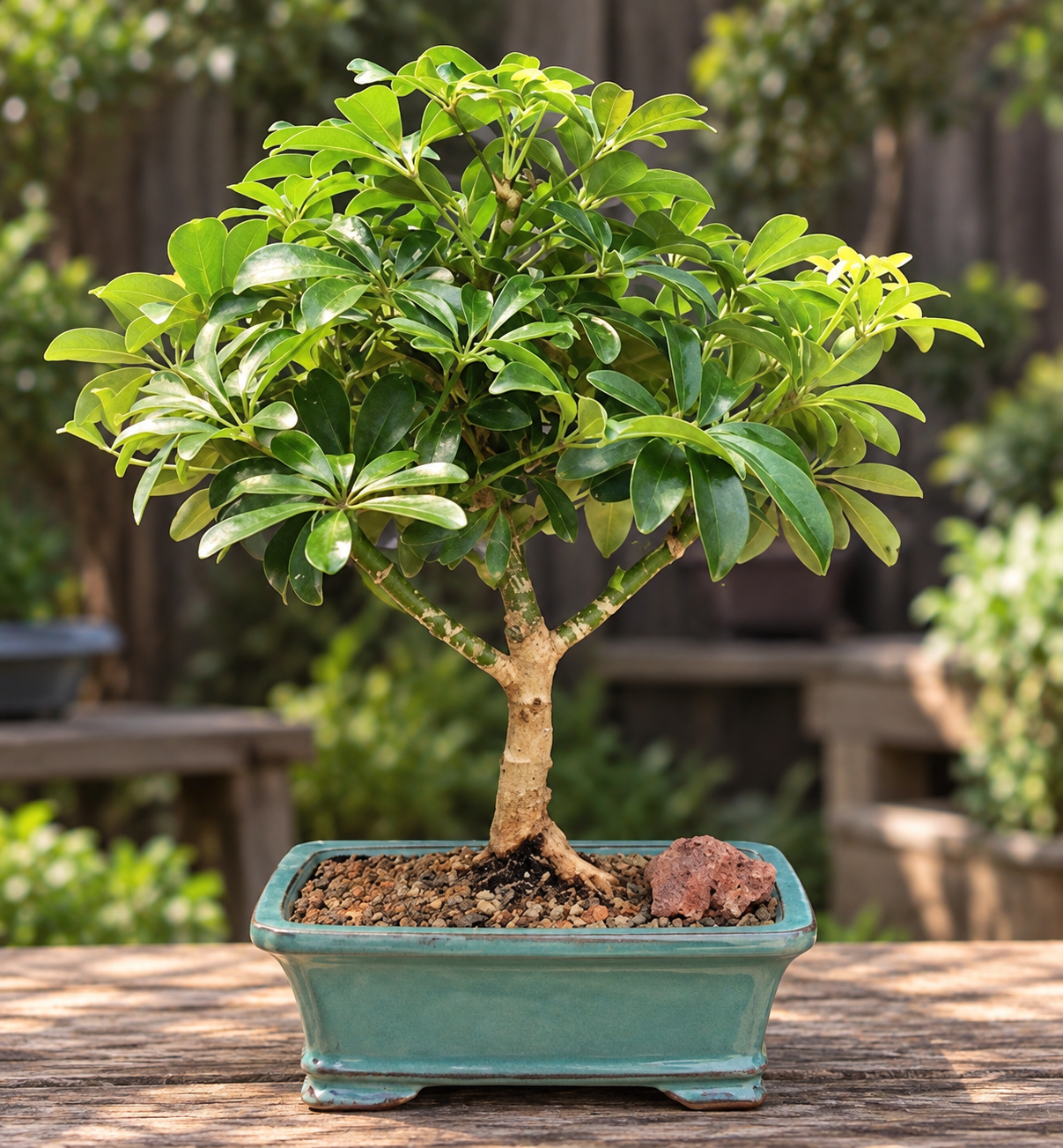 Dwarf Shefflera Bonsai sitting on a on a table